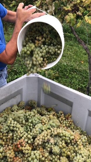 Harvest Season: A Time of Transformation